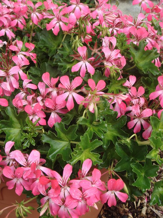 Pelargonium peltatum 'Desrumeaux rose'
